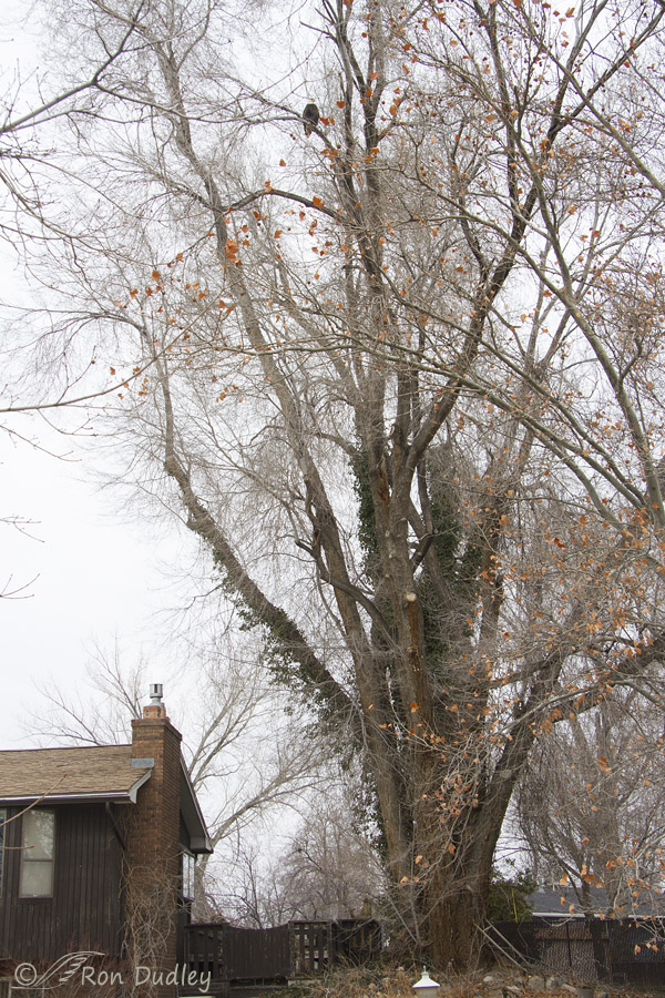 bald eagle 5233b ron dudley