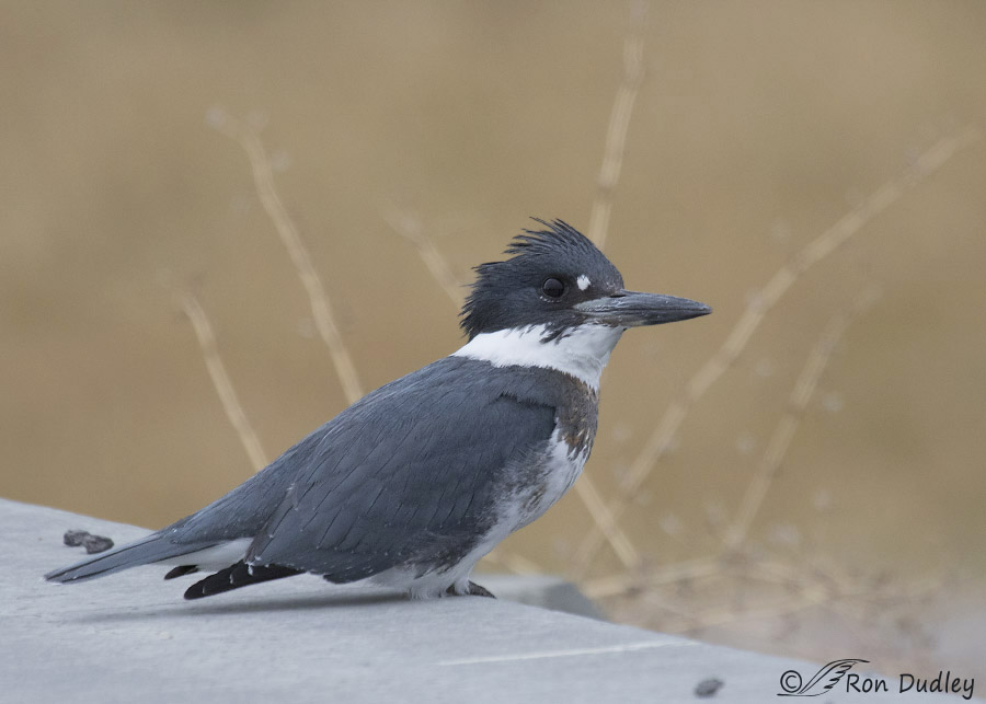 belted kingfisher 6366b ron dudley