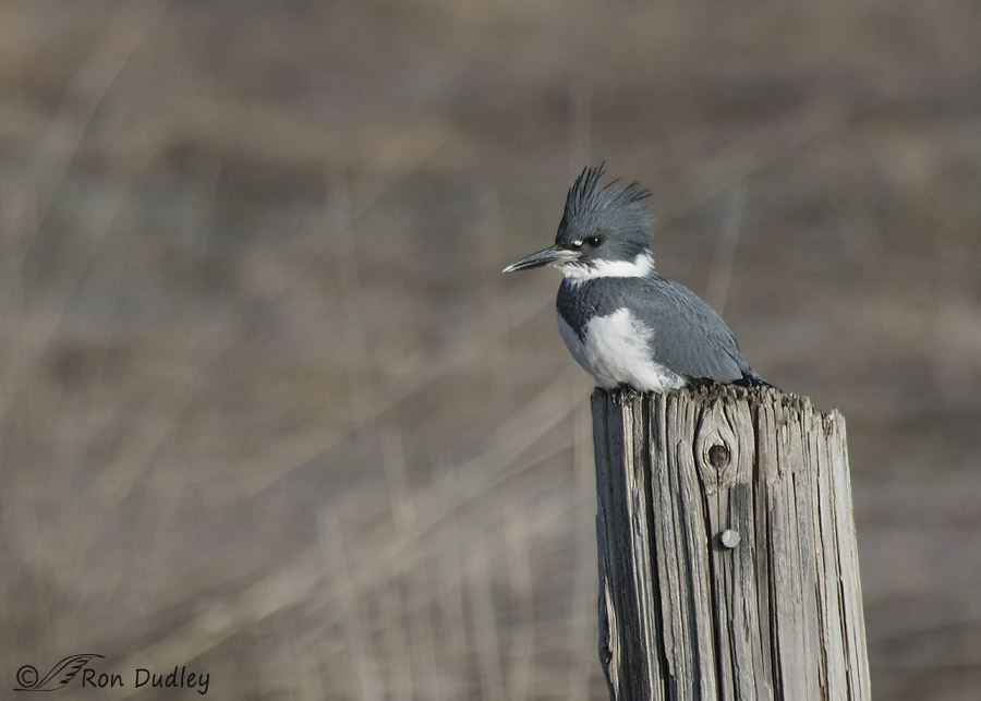 belted kingfisher 6790 ron dudley