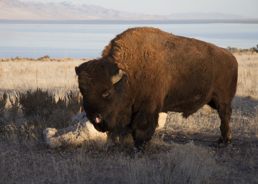 bison 5291 ron dudley