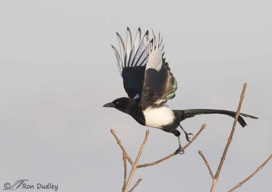 black-billed magpie 5240 ron dudley