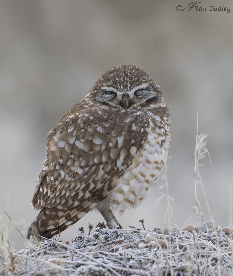 burrowing owl 8957 ron dudley