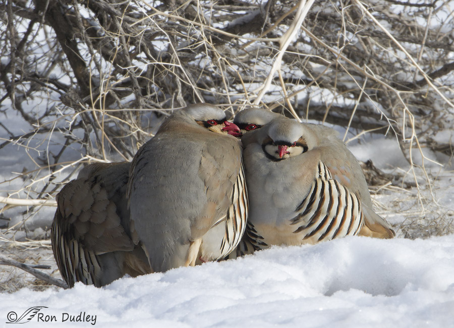 chukar 4711 ron dudley
