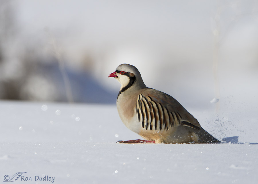 chukar 6342 ron dudley