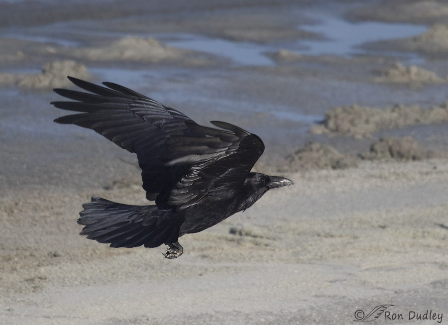common raven 8837 ron dudley