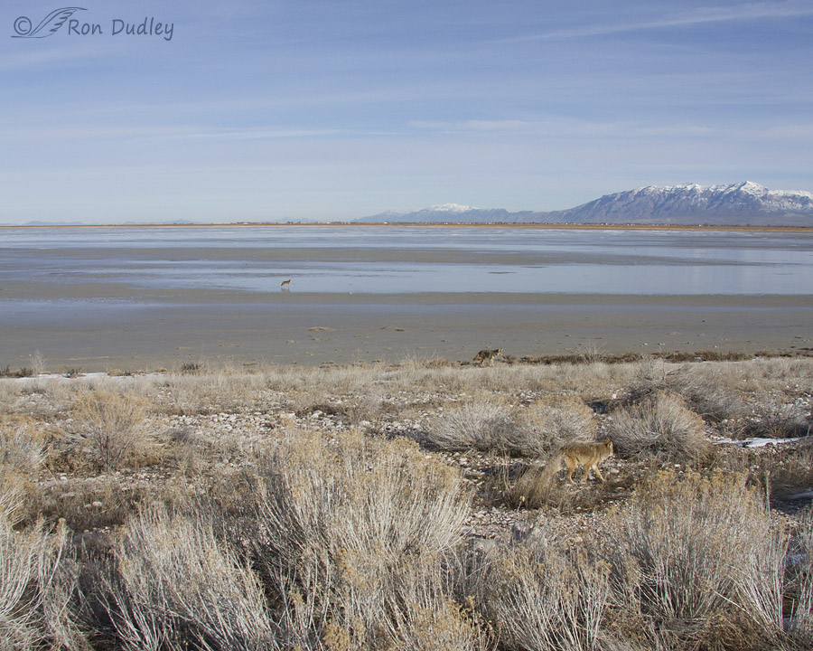 coyote 5331 ron dudley