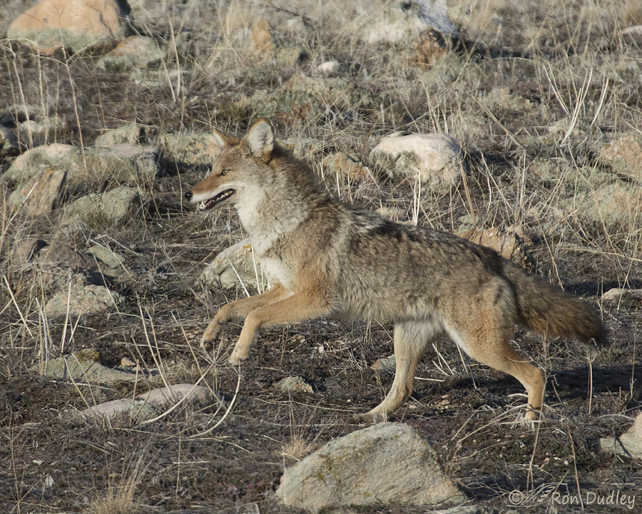 coyote 7055 ron dudley