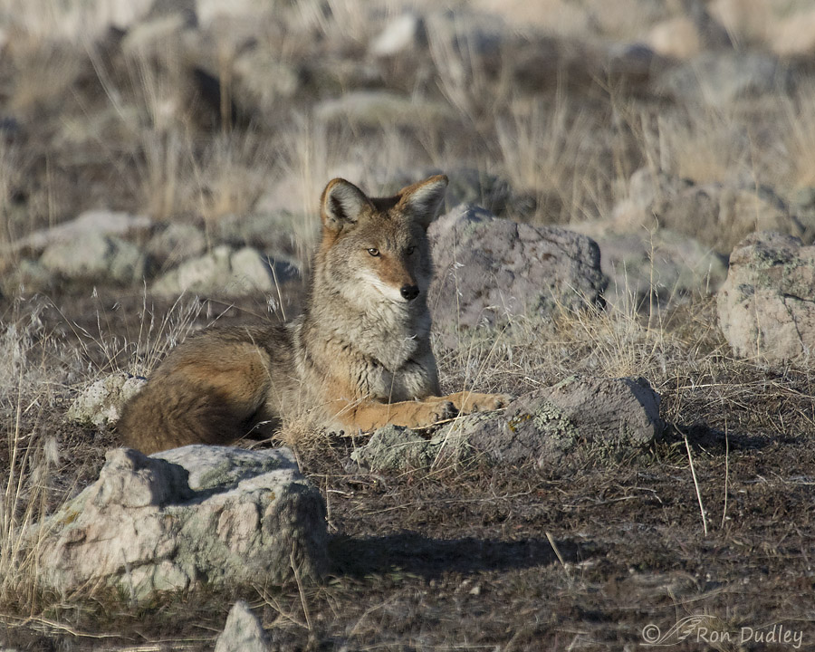 coyote 7105 ron dudley