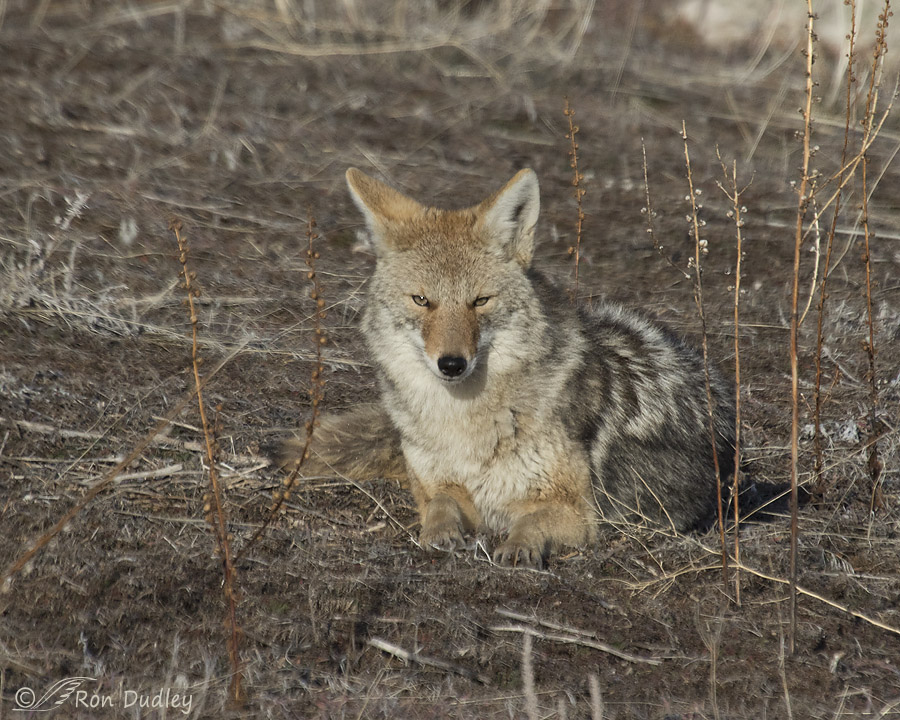 coyote 7147 ron dudley