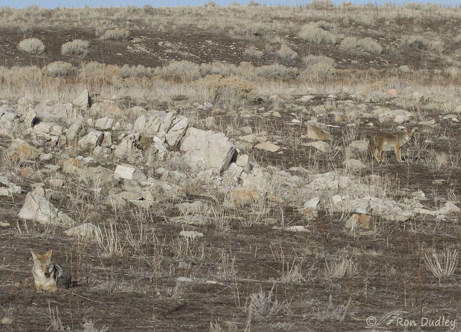 coyote 7171 ron dudley