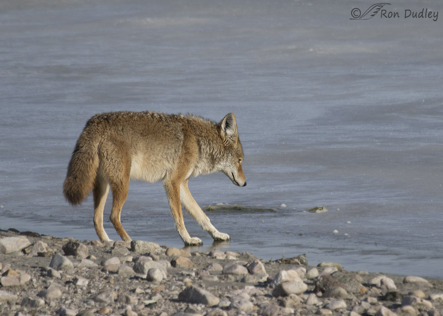 coyote 7267 ron dudley