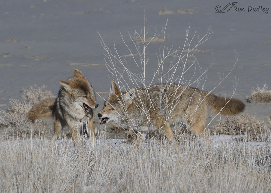 coyote 7402 ron dudley