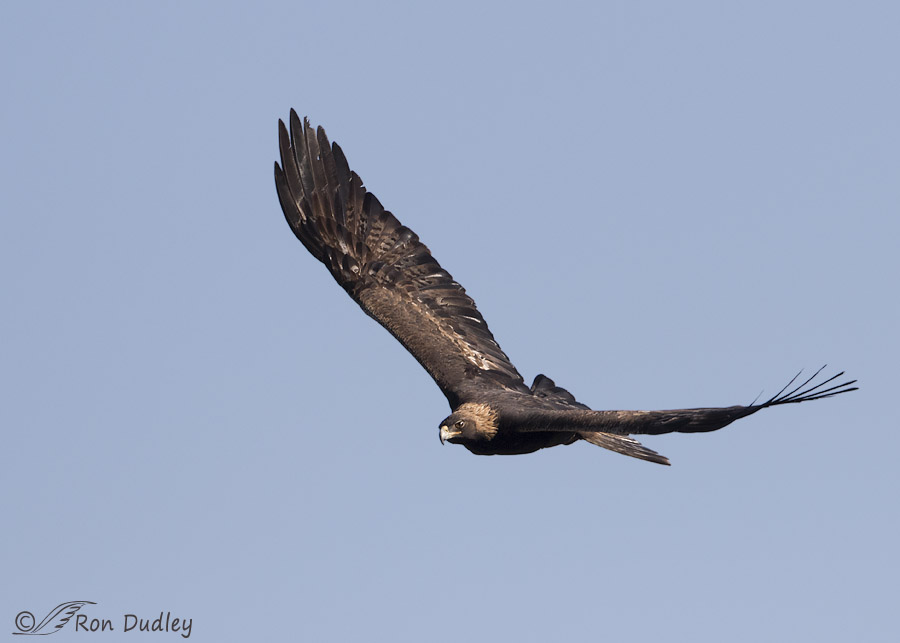 golden eagle 0155 ron dudley