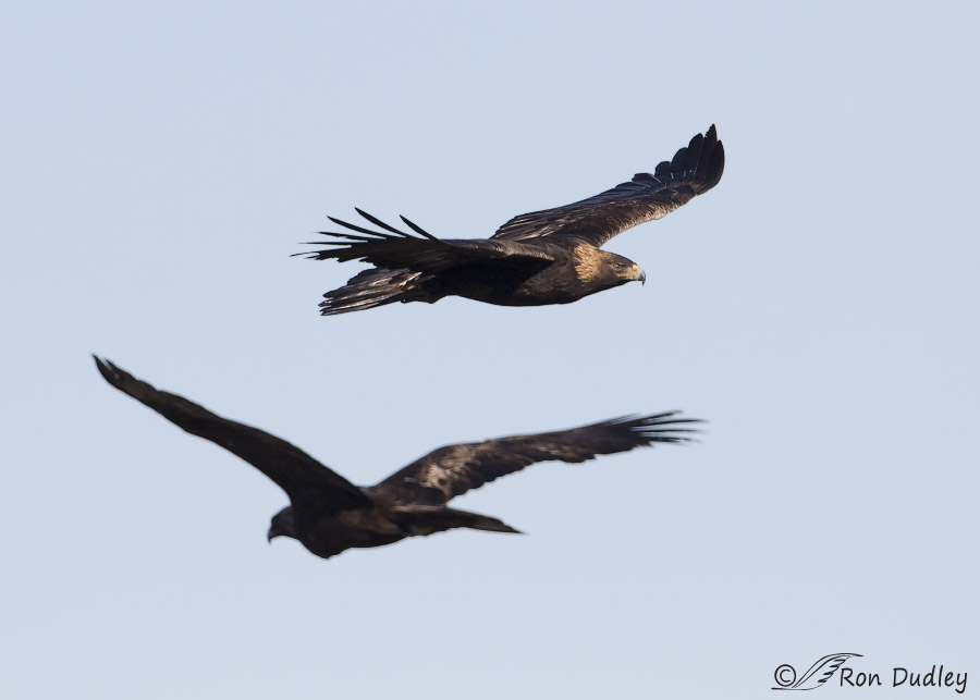 golden eagle 0208 ron dudley