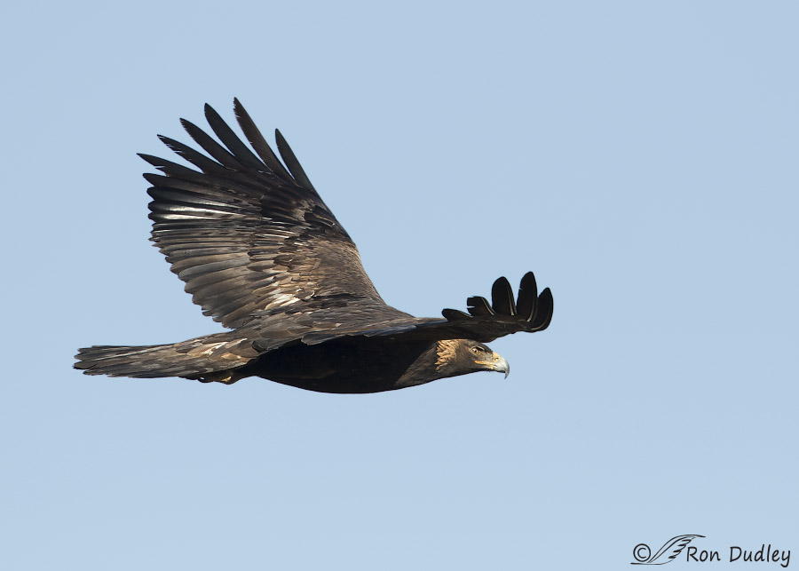 golden eagle 0388 ron dudley