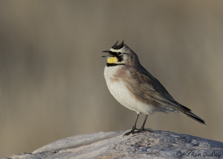 horned lark 6917 ron dudley