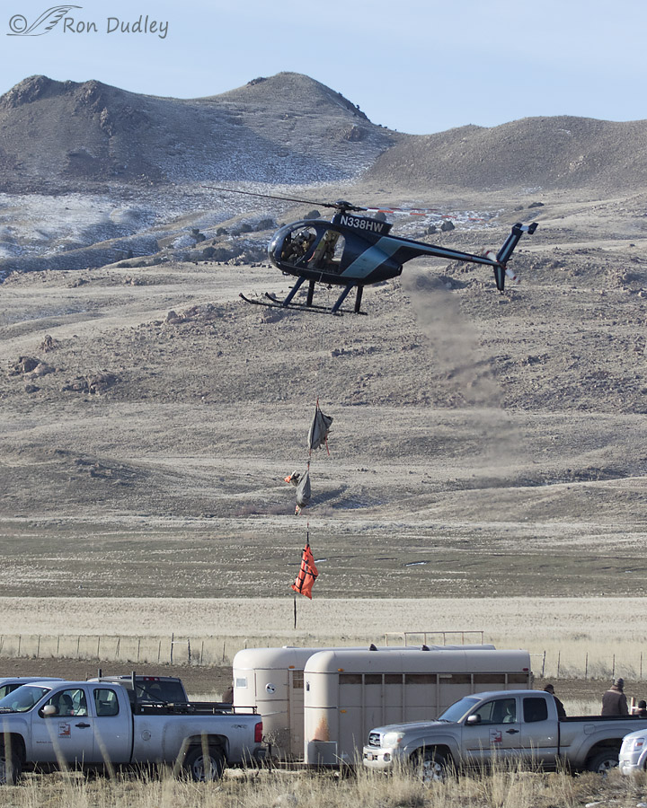 mule deer 7222 ron dudley