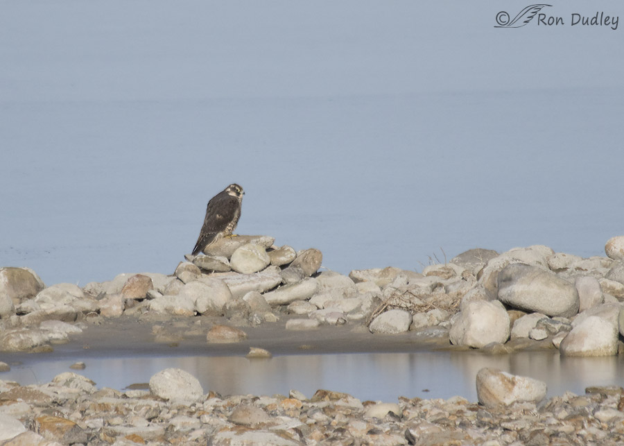 peregrine falcon 7245