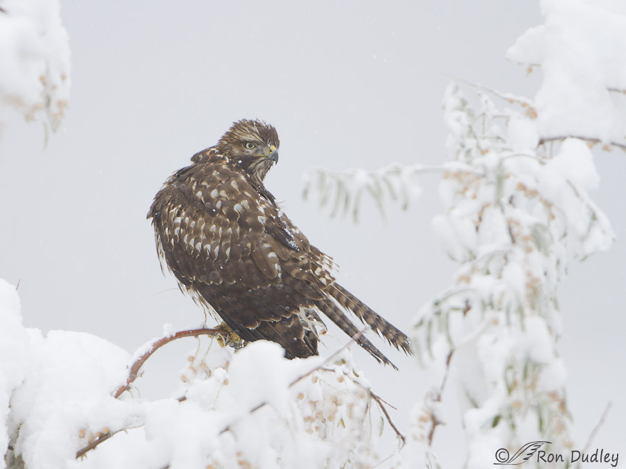 red-tailed hawk 4274 ron dudley