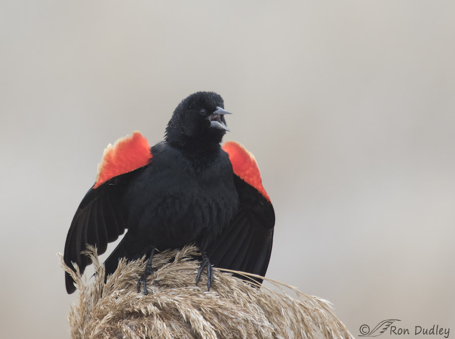 red-winged blackbird 6273 ron dudley
