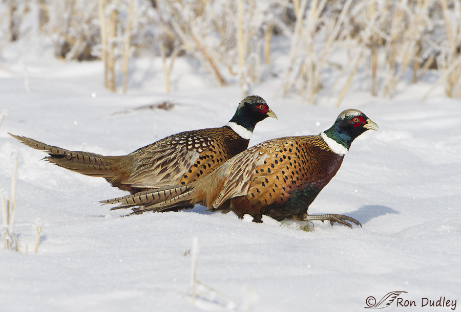 ring-necked pheasant 8465 ron dudley