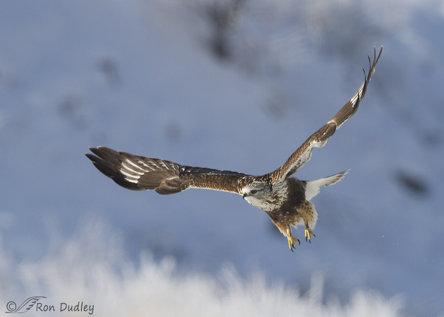 rough-legged hawk 1498 ron dudley