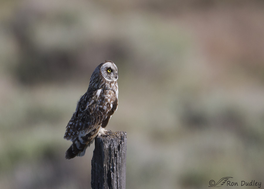 short-eared owl 9984 ron dudley