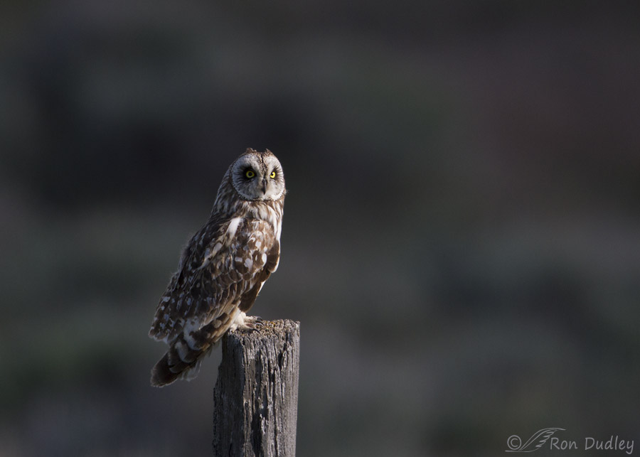 short-eared owl 9990 ron dudley