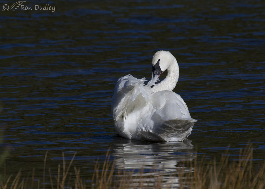 trumpeter swan 4295 ron dudley
