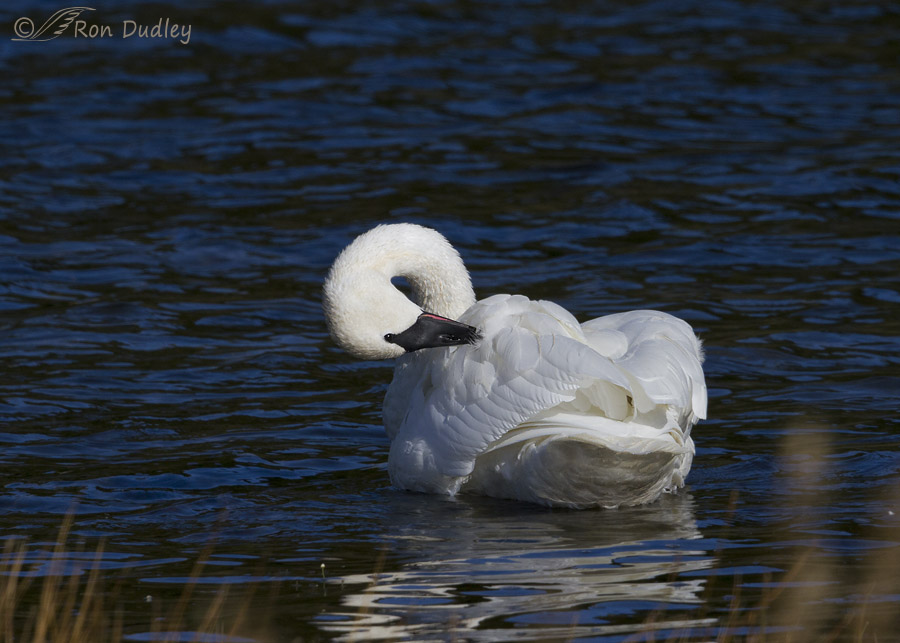trumpeter swan 5926 ron dudley