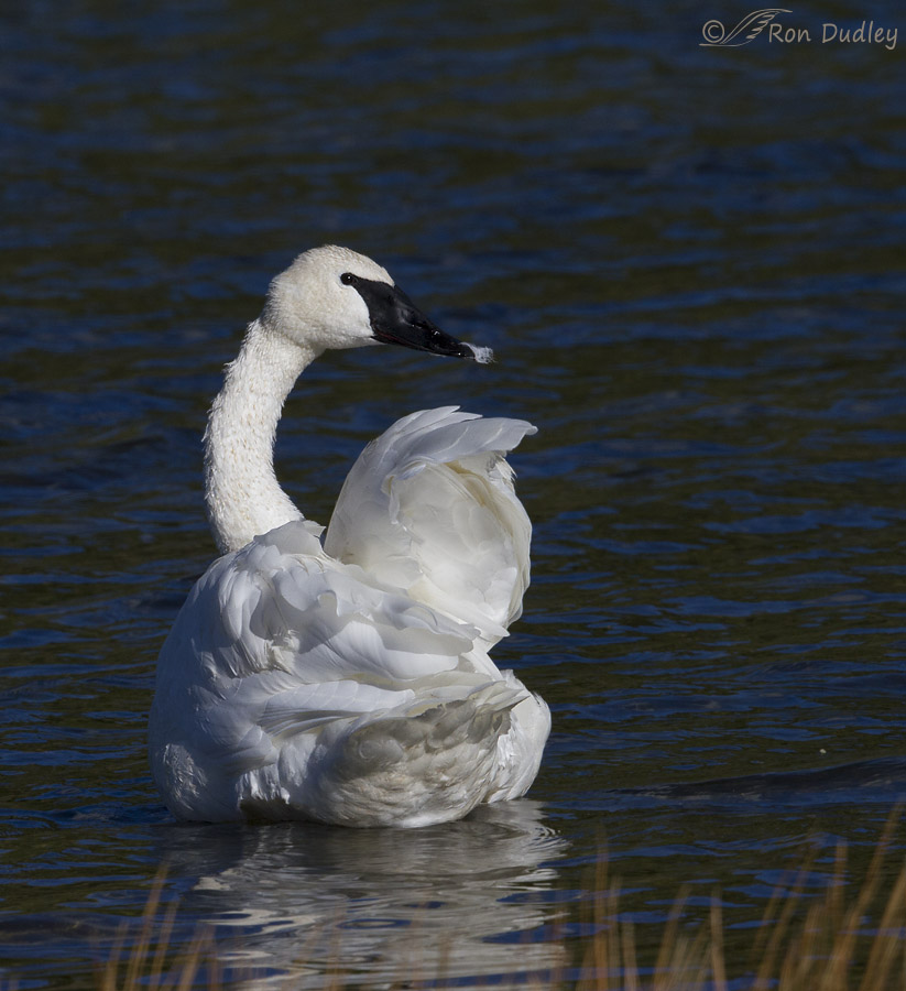 trumpeter swan 5973 ron dudley