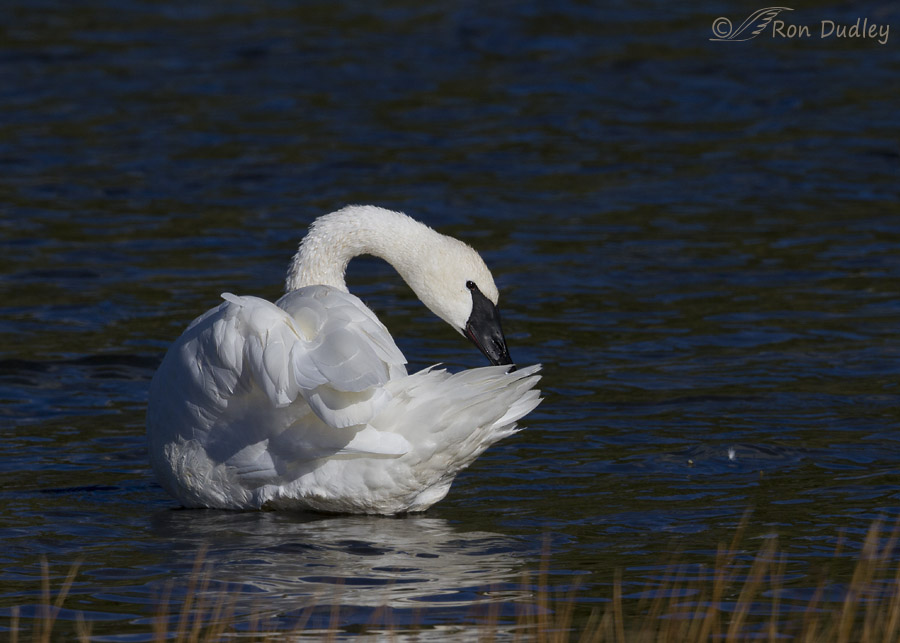 trumpeter swan 5996 ron dudley