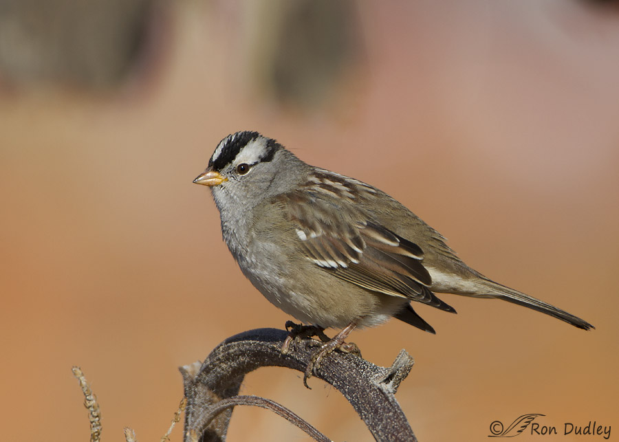 white-crowned sparrow 1387 ron dudley