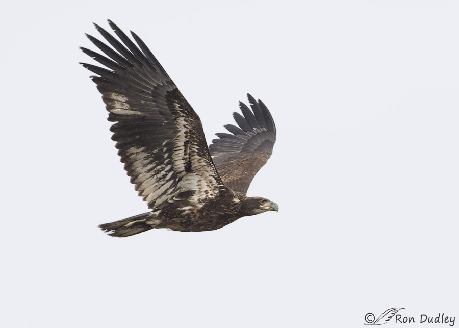 bald eagle 1163 ron dudley
