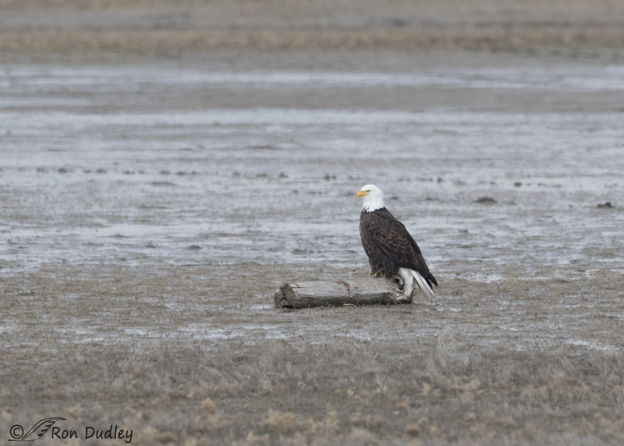 bald eagle 1172 ron dudley
