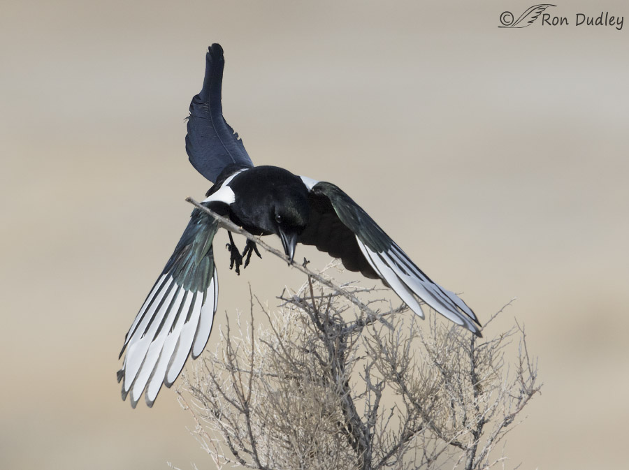 black-billed magpie 1398 ron dudley
