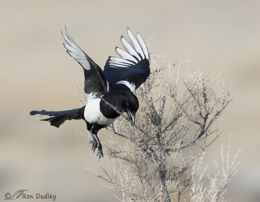 black-billed magpie 1400 ron dudley