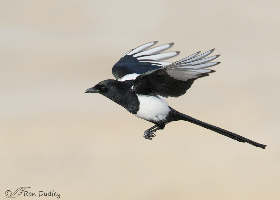 black-billed magpie 1453 ron dudley