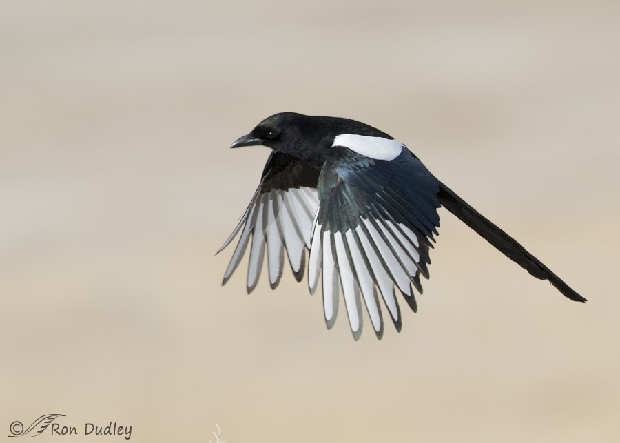 black-billed magpie 1454 ron dudley