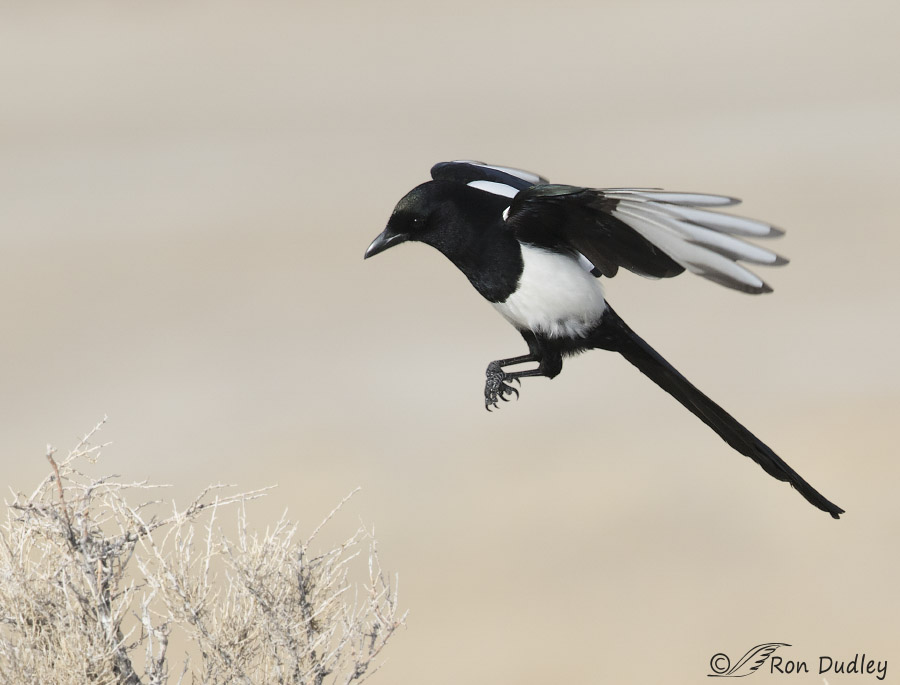 black-billed magpie 1455 ron dudley