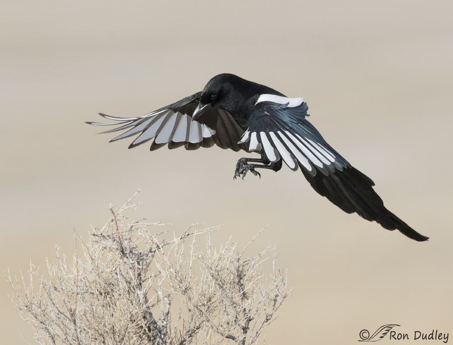 black-billed magpie 1456 ron dudley