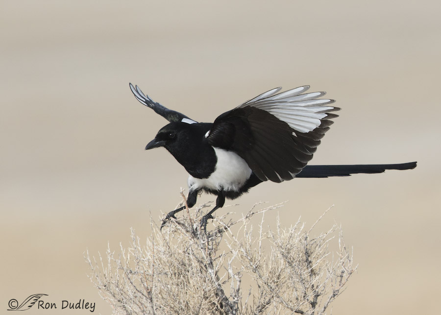 black-billed magpie 1458 ron dudley