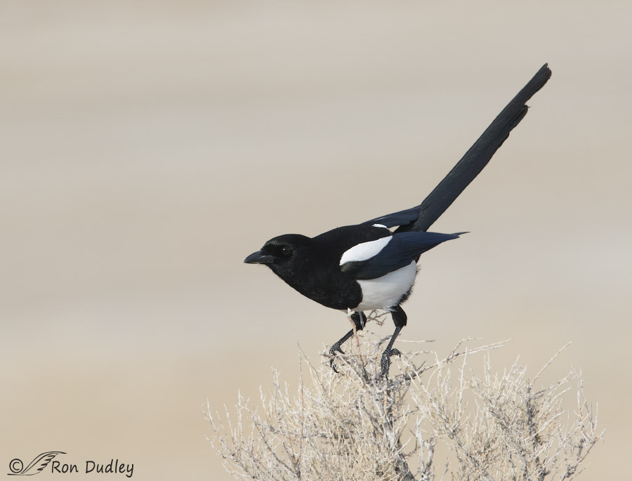 black-billed magpie 1460 ron dudley