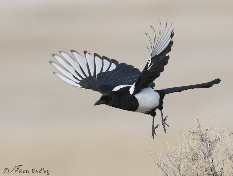 black-billed magpie 1530 ron dudley