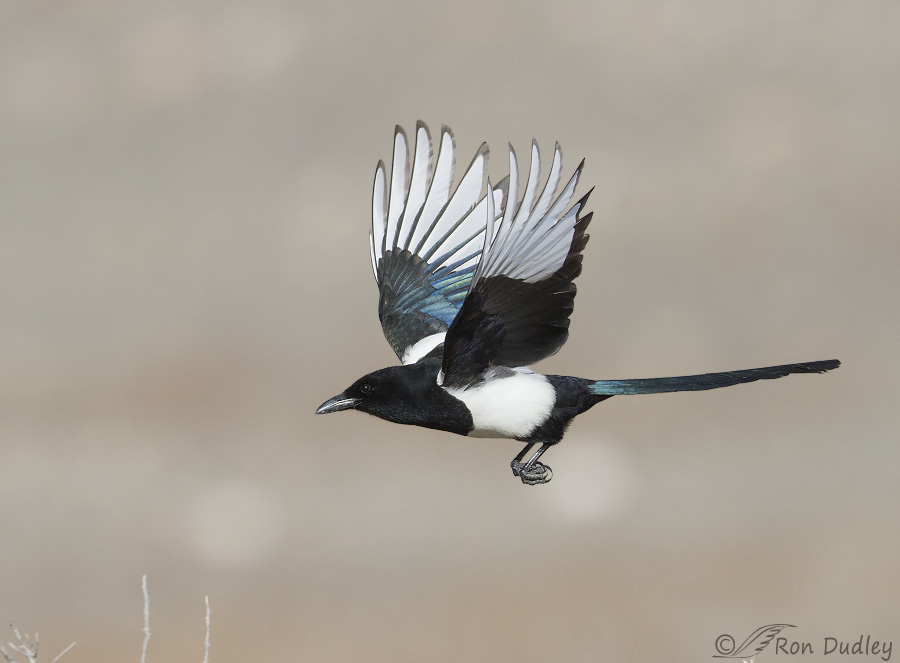 black-billed magpie 6672 ron dudley