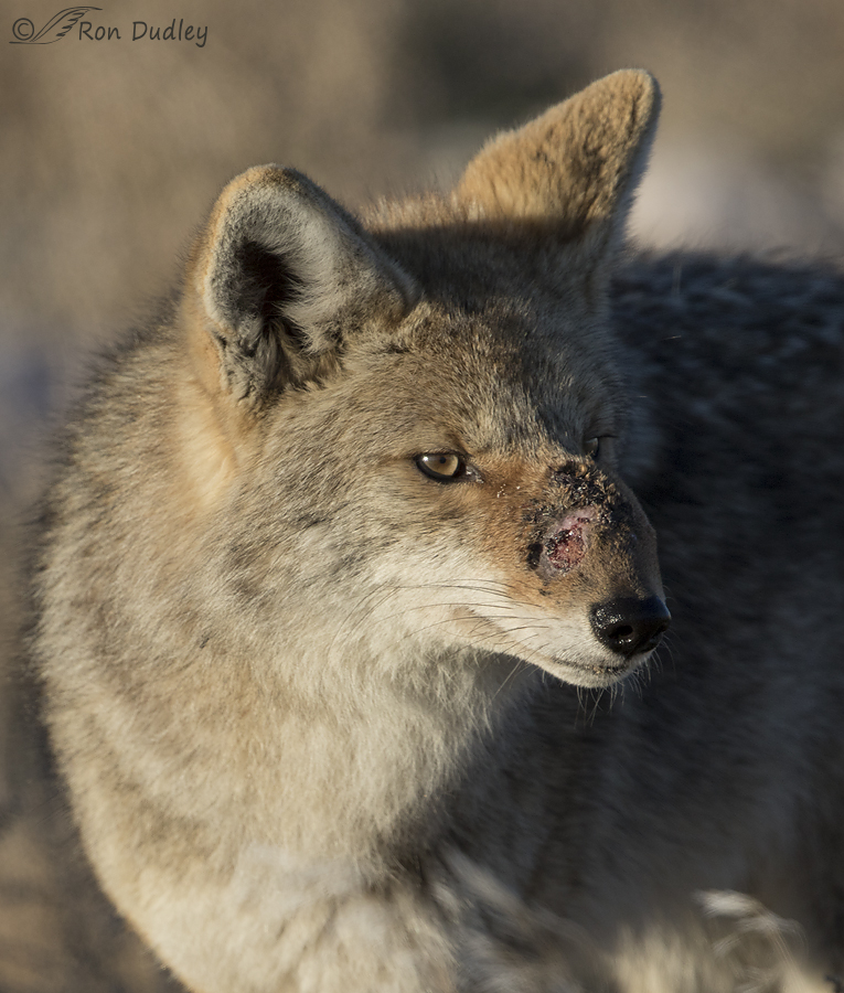 coyote 4220 ron dudley