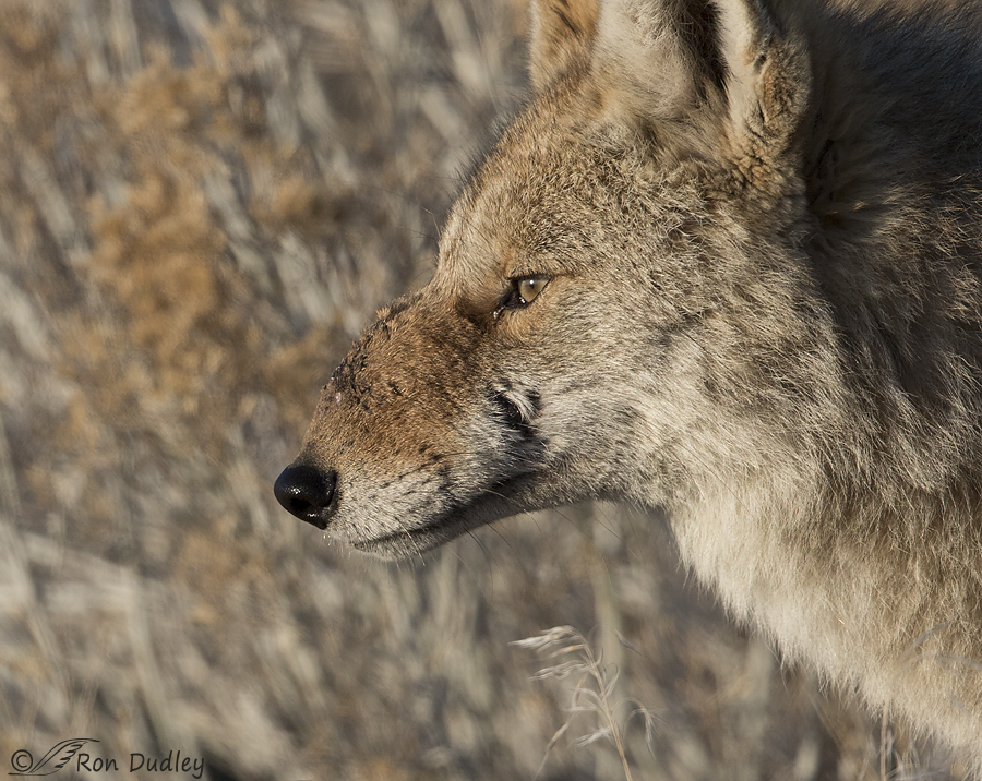 coyote 4226 ron dudley