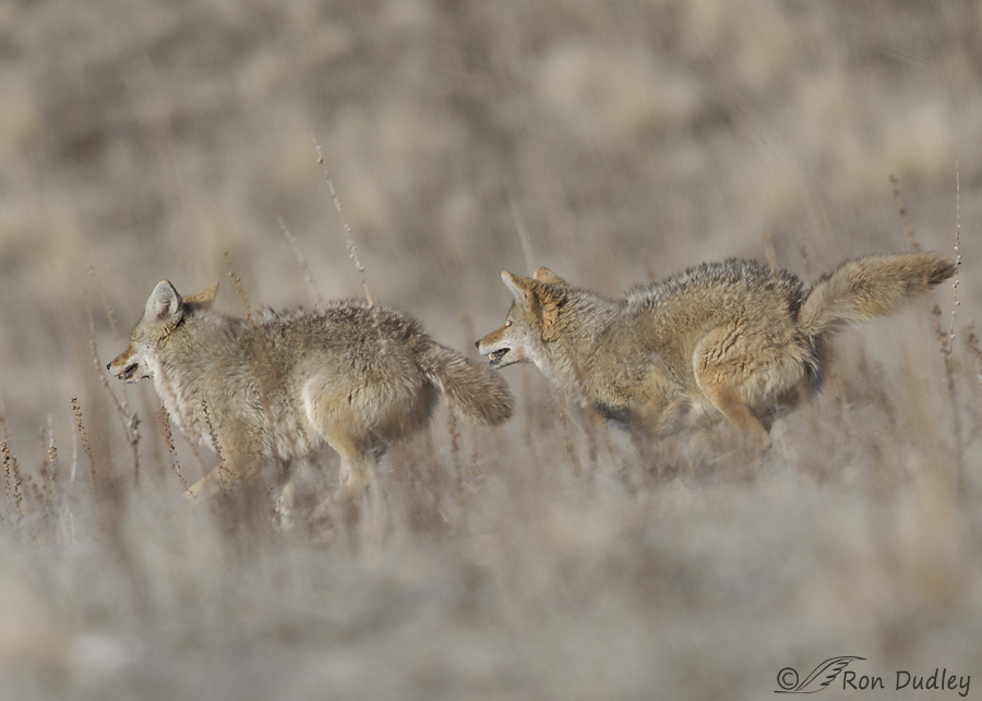 coyote 4357 ron dudley