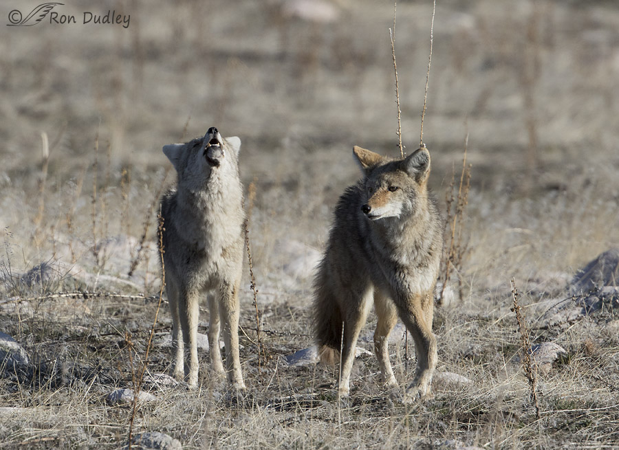 coyote 4385 ron dudley