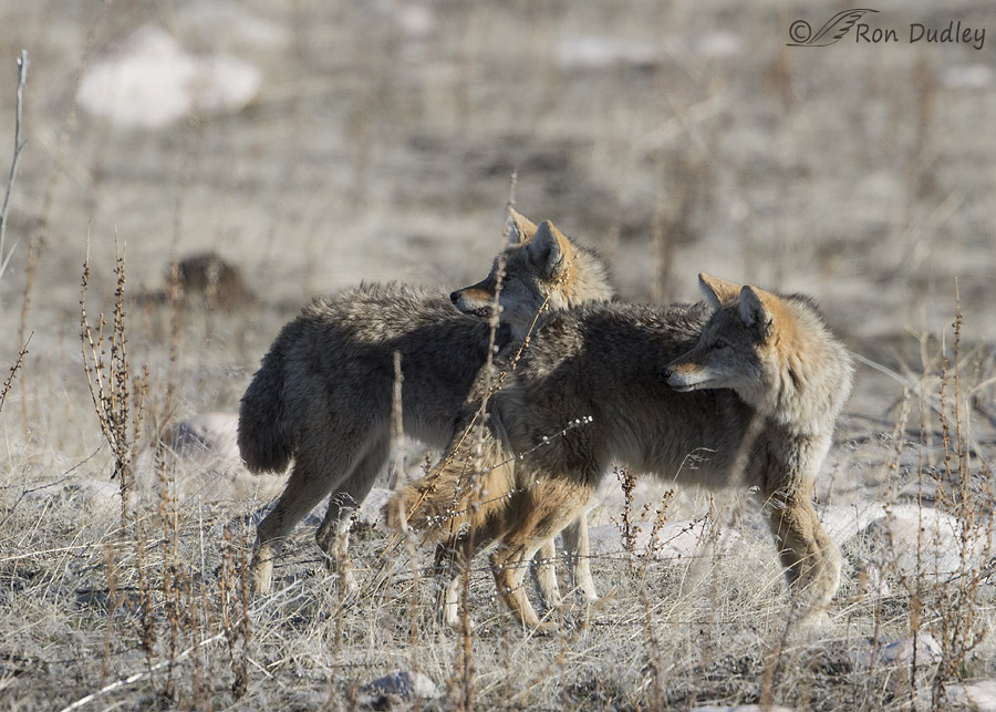 coyote 4433 ron dudley